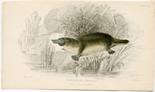 Platypus